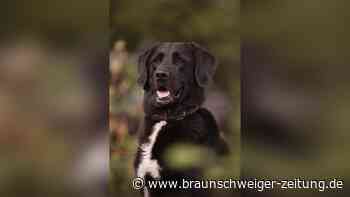 Braunschweig: Krank allein gelassen – nun sucht Sammy Hunde-Glück