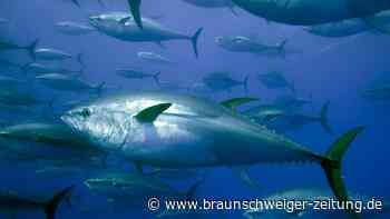 Blauflossen-Thunfisch in Nordsee gesichtet – Experte blickt voraus