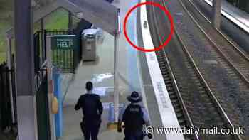 Cheeky koala leads police on a low-speed chase through a Sydney train station - before coming dangerously close to the tracks