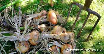 These five vegetables can 'survive winter' and 'grow themselves'