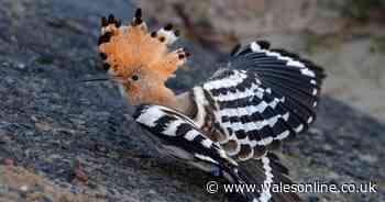 Birdwatchers speak of 'lifetime first' as rare hoopoe loses its way and lands on Welsh beach