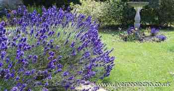 Essential lavender task that must be done in October for a healthier plant