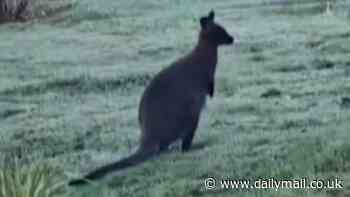 Why ARE so many wallabies hopping around the UK? How sightings of the marsupials in the wilds of Britain are increasing...as interactive map reveals how many can be found near you