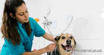 Vet shares exactly how often you should wash your dog – it's probably not what you think