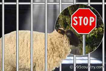 'Wanted' Sheep Finally Captured by Cops After Obeying Stop Signs