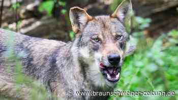 Landkreis Wolfenbüttel: Vier Schafe von Wolf gerissen