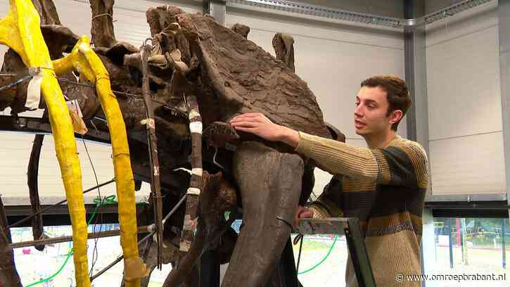 Oertijdmuseum heeft nieuwe dino-ontdekking te pakken