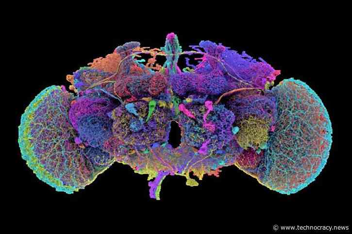 Fruit Flies: On The Way To Mapping The Human Brain