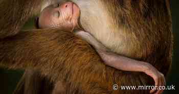 Stunning Wildlife Photographer of the Year entries as adorable macaque among winners