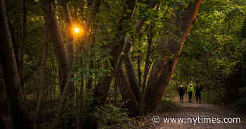 In Toronto, Exploring a Wilderness in the Heart of the City