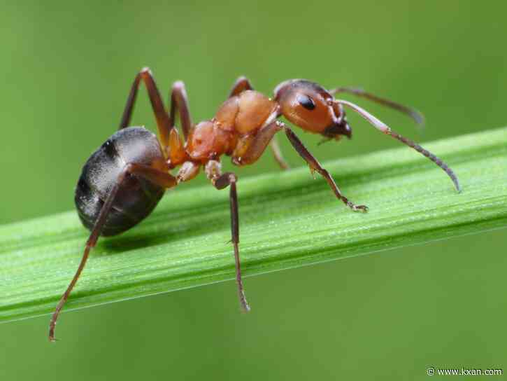 Ants at the dam: Lady Bird Lake level lowered due to insect intrusion