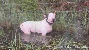 Hurricane Milton's most heartbreaking image: Cruel Florida owners abandon dog chained to fence as flood water rises