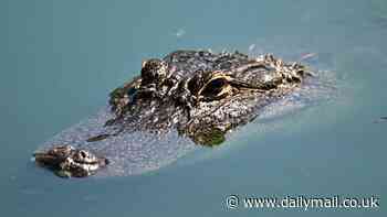 Ominous alligator warning as Hurricane Milton thunders towards Tampa