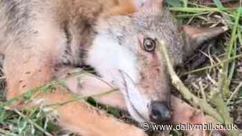 Heartwarming video shows paralyzed coyote covered in bugs on side of road rescued before miraculous recovery