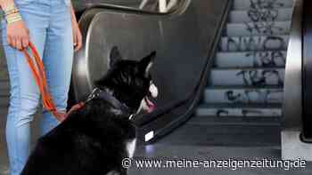 Aufzug und Rolltreppe: Kann der Hund mit?