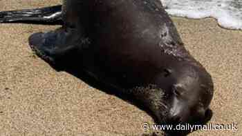 Sea lion discovered fatally shot on California beach in cruel mystery, officials offer $20k to help find killer