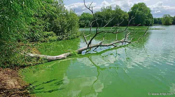 State officials testing algae blooms at Elephant Butte Lake