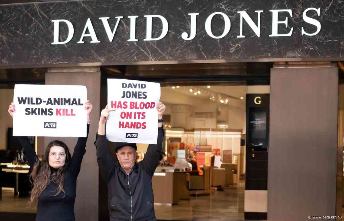 PROTEST: Activists Speak Out for Crocs at David Jones’ Bourke Street Store