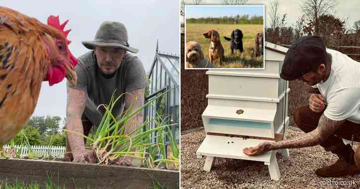 David Beckham’s wholesome new life as a country farmer that has left wife Victoria thirsting