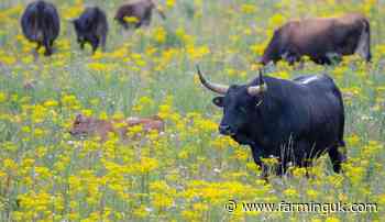 Rewilding charity plans to introduce tauros cattle on Scottish estate