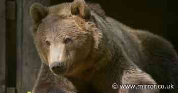 Boki the bear 'doing well but not out of woods yet' after UK first brain surgery