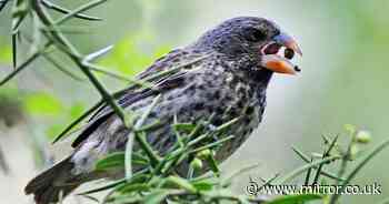 New species of Galapagos finch can emerge after just six consecutive droughts, scientists say