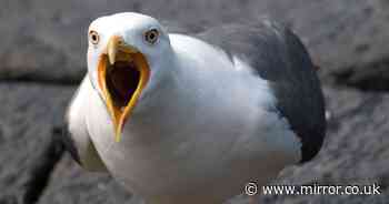 'Epidemic' of rowdy dive-bombing seagulls 'destroying mental health of people in historic UK town'