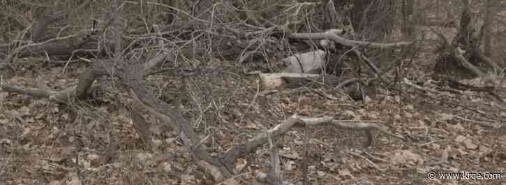 Some Bosque trails in Albuquerque to be closed for maintenance