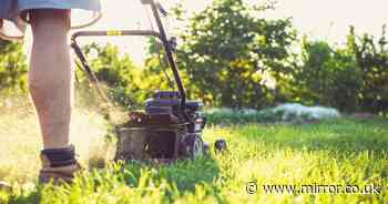 Gardeners urged to feed lawns one natural ingredient to keep them lush through October