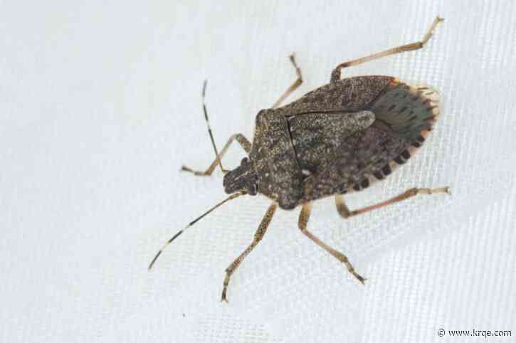 Invasive brown stink bugs are everywhere — but for how much longer?