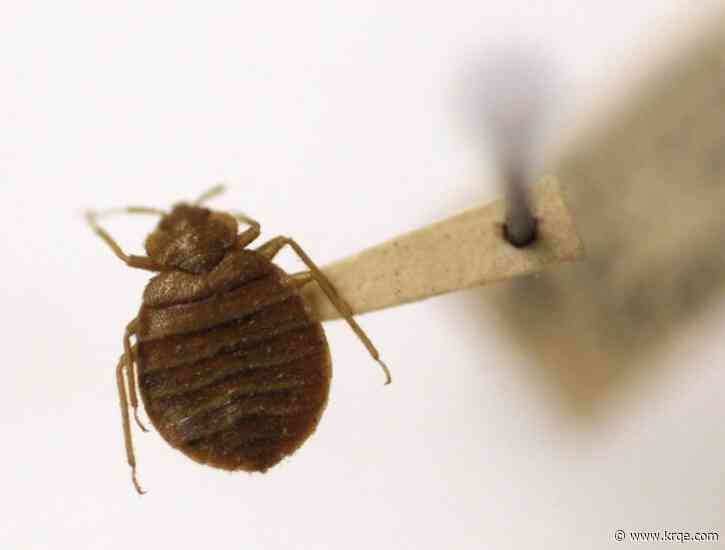 Inspectors find bed bugs at Bellagio, Cosmopolitan hotels in Las Vegas, NV