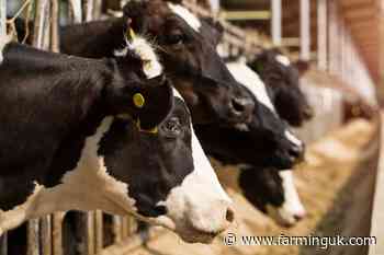 APHA announces new licence for TB-restricted herds