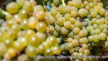 Weinlese: Winzer in Deutschland ernten weniger Trauben im Vergleich zum Vorjahr