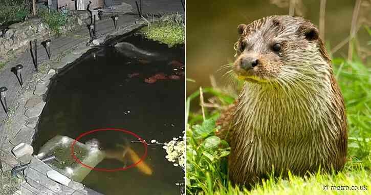 Otters scale fences to steal fish worth up to £30,000 from people’s ponds