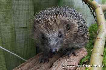 National conservation strategy launched to halt declining hedgehog numbers