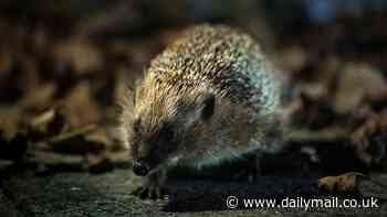 Charities launch first ever national hedgehog conservation strategy to halt species' decline after numbers fall by 75 per cent since 2000