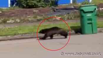 Stunned Oregon resident films rare wild animal charging fast down street in broad daylight