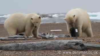 American birdman battles bloodthirsty polar bears at the end of the world - and he has seen the future