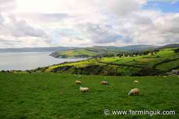 NI sheep farmers raise fears of losing maedi visna-free status