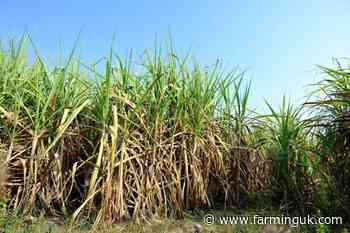 NFU &#39;disappointed&#39; as government extends raw cane sugar import quota