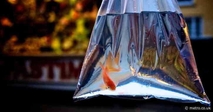 Council bans fairgrounds from giving away goldfish as prizes