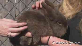 Canby woman says thief took 20 of her pet rabbits in ordeal that spanned years : 'A lot of stress and trauma'