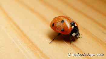 Finding ladybugs in your house? Here's why