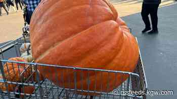 For pumpkin-picking fun, Sauvie Island has you covered