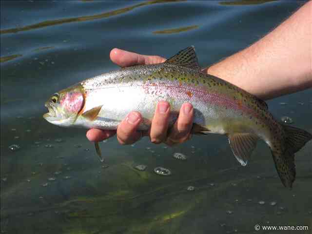 DNR to stock rainbow trout at 2 parks in Fort Wayne, 1 in Huntington