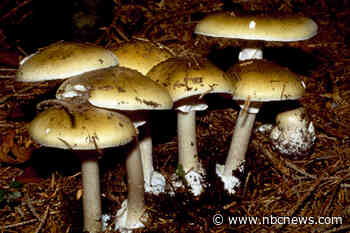 11 hospitalized in Pennsylvania after eating wild mushrooms