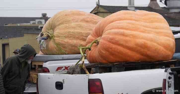 WATCH: World record holder chalks up another win at pumpkin weigh-off