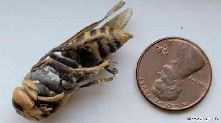 Suspected 'murder hornet' found in Washington State