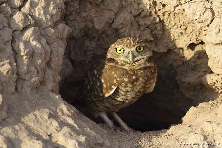 Rare burrowing owl named as candidate for state endangered species list