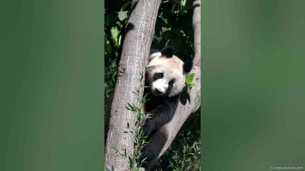 Giant Panda Cam is ON!